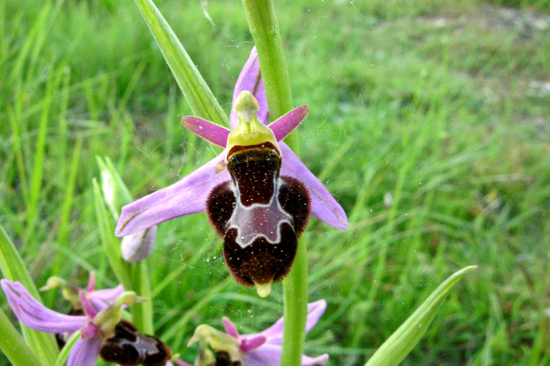 Ophrys x vespertilio